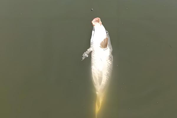 丸世8号钩可以钓多大的鱼，能钓4斤以内的鱼