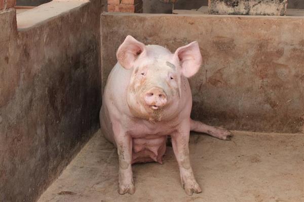 母猪难产如何助产,采取驱赶、按摩、药物催产等方法有助于分娩