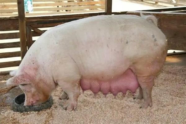 母猪难产如何助产,采取驱赶、按摩、药物催产等方法有助于分娩