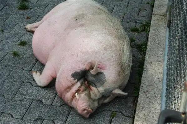母猪难产如何助产,采取驱赶、按摩、药物催产等方法有助于分娩