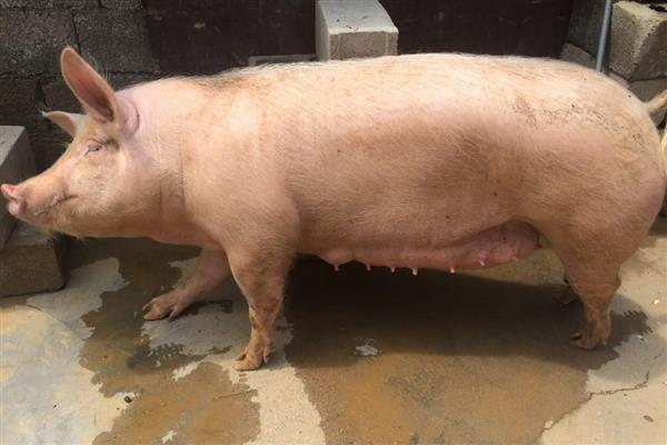 母猪难产如何助产,采取驱赶、按摩、药物催产等方法有助于分娩