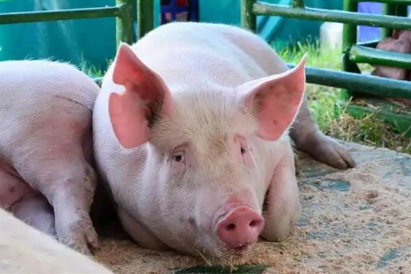 母猪难产如何助产,采取驱赶、按摩、药物催产等方法有助于分娩