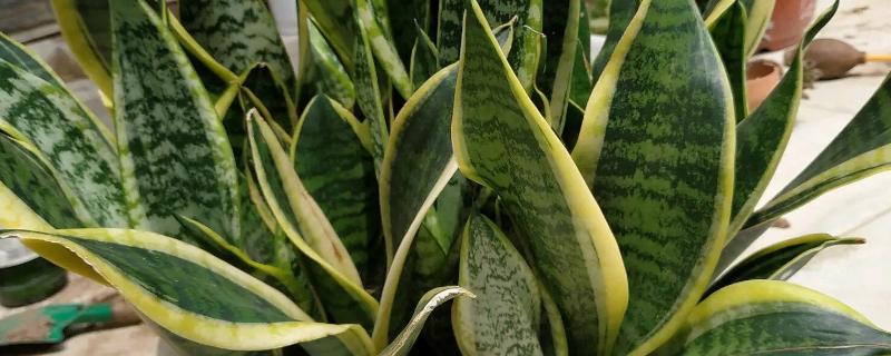 分开虎皮兰侧芽的方法，将侧芽剪下来重新种植