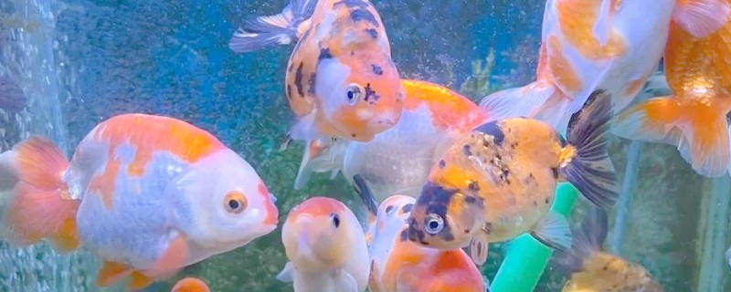 河水能养鱼吗，河水可以养鱼