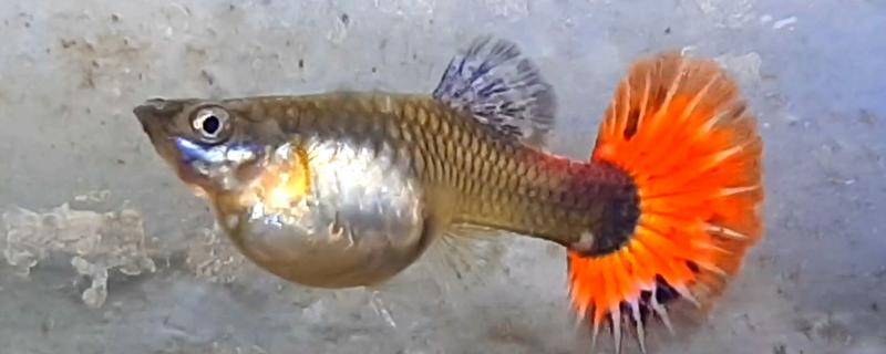 孔雀鱼怀孕后过多长时间要隔离，经过20天左右再隔离比较好