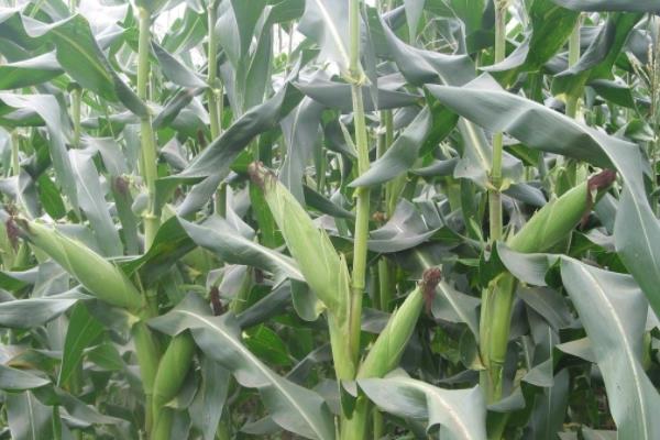 泛玉298D玉米种子特点，亚洲玉米螟一般不需防治