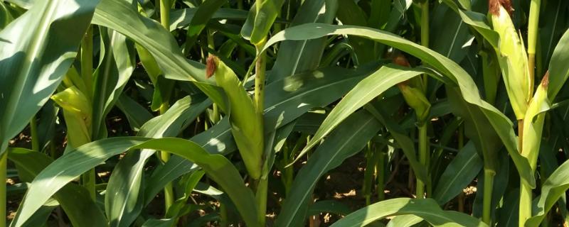 必祥199D玉米品种的特性,亚洲玉米螟一般不需防治