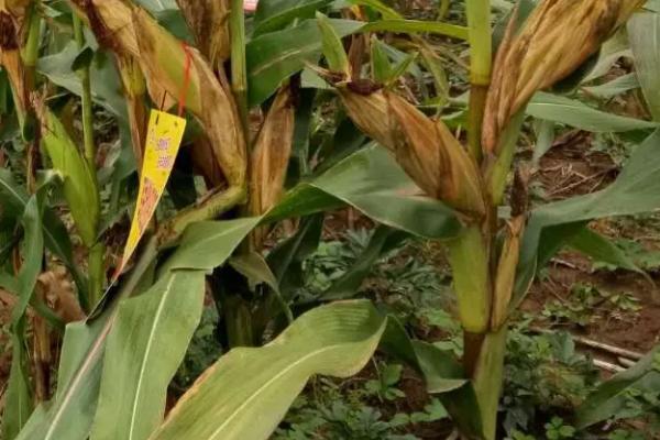 金丰捷903GX玉米种子介绍，播种密度4500株/亩