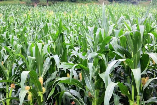 长城382ZL玉米品种简介，东华北春玉米区注意防治大斑病