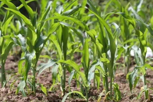 中农大787D玉米种子简介，亚洲玉米螟一般不需防治