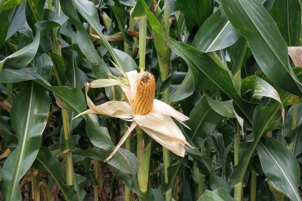 罗单297DT玉米品种简介，出苗至成熟128.5天