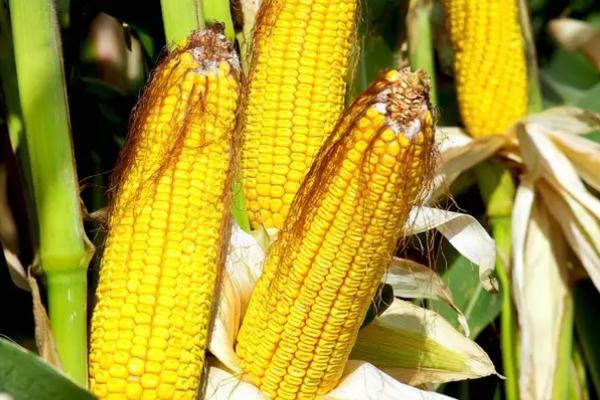 京科627R玉米品种简介,注意防治穗腐病和大斑病