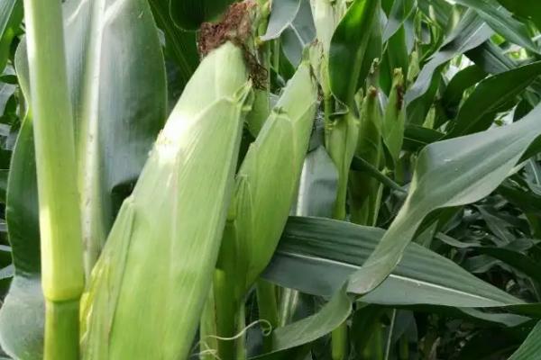 裕丰303R玉米种子简介，非靶标害虫按常规措施防治