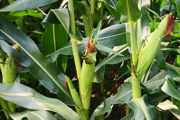 京科999D玉米种子介绍,出苗至成熟100.8天