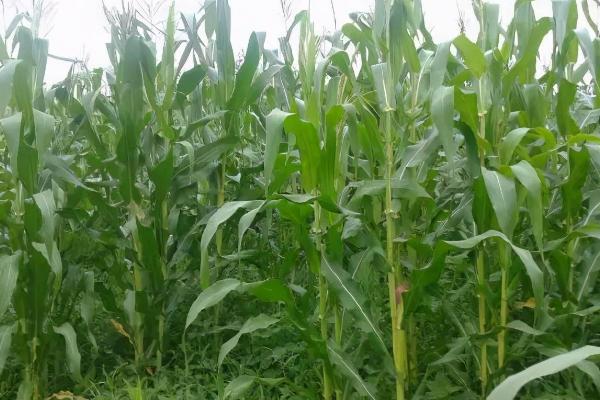 远科105D玉米种子特征特性,注意防治大斑病