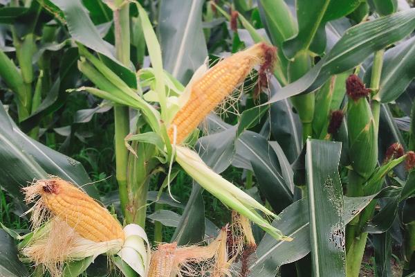 罗单297DT玉米品种简介，出苗至成熟128.5天