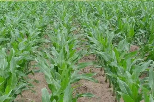 京科968R玉米种子简介，叶片和雌穗抗性水平均为高抗