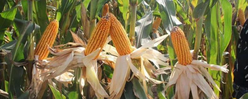 DF607D玉米品种的特性，出苗至成熟130.0天