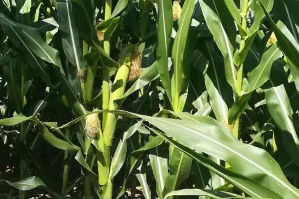 巡天969R玉米品种的特性,播种期宜在6月上中旬