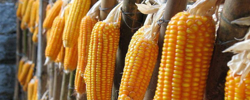 长城382ZL玉米品种简介，东华北春玉米区注意防治大斑病