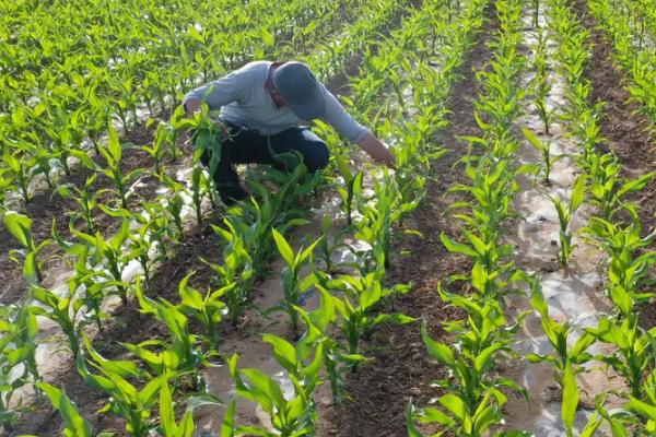 DF607D玉米品种的特性，出苗至成熟130.0天