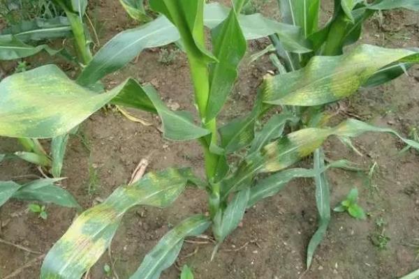 DF607D玉米品种的特性，出苗至成熟130.0天