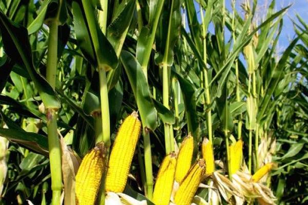 远科105D玉米种子特征特性,注意防治大斑病