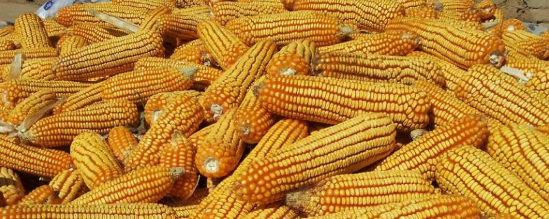 巡天969R玉米品种的特性,播种期宜在6月上中旬