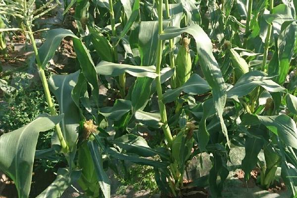 长城338ZL玉米品种简介,出苗至成熟126.1天