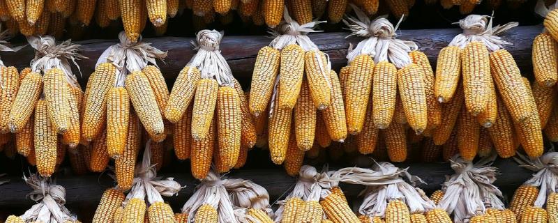 美加T2000GX玉米品种的特性,高抗禾谷镰孢茎腐病