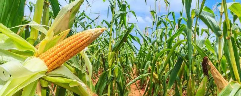 京科968R玉米种子简介，叶片和雌穗抗性水平均为高抗