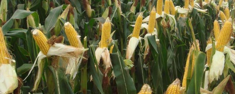 德单5号D玉米种子介绍,高抗穗腐病