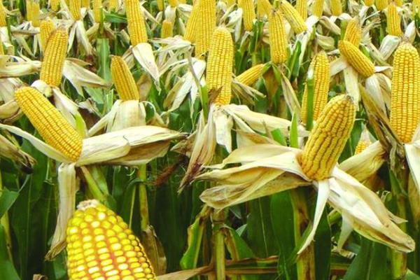 巡天969R玉米品种的特性,播种期宜在6月上中旬