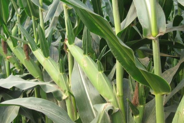 泛玉298D玉米种子特点，亚洲玉米螟一般不需防治