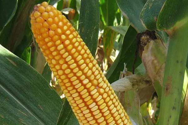 泛玉298D玉米种子特点，亚洲玉米螟一般不需防治