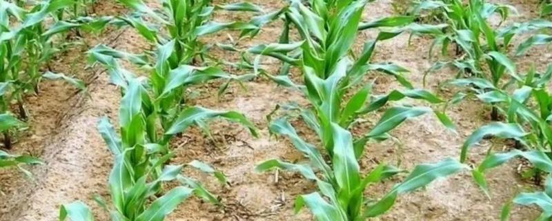 京科999D玉米种子介绍，出苗至成熟100.8天