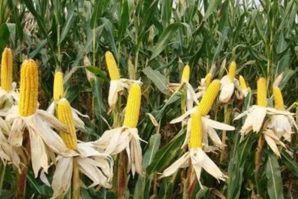 裕丰303R玉米种子简介，非靶标害虫按常规措施防治