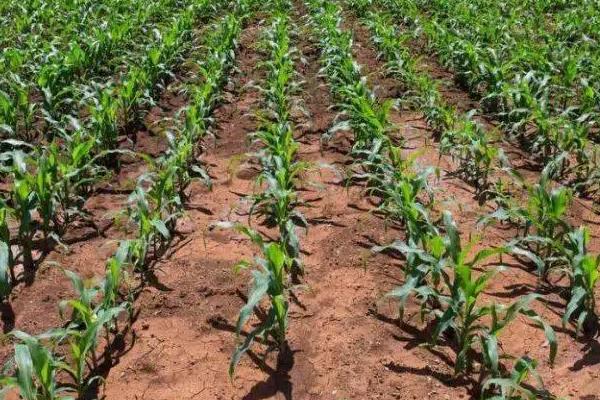 筑黄糯1号玉米品种的特性,或错期期播种20~30天