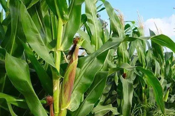 安单778(安白203)玉米种子简介，注意防治丝黑穗病