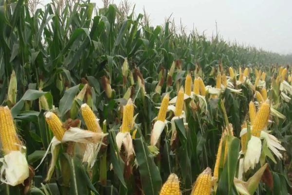 正红311玉米种子简介，间套作可适当降低密度