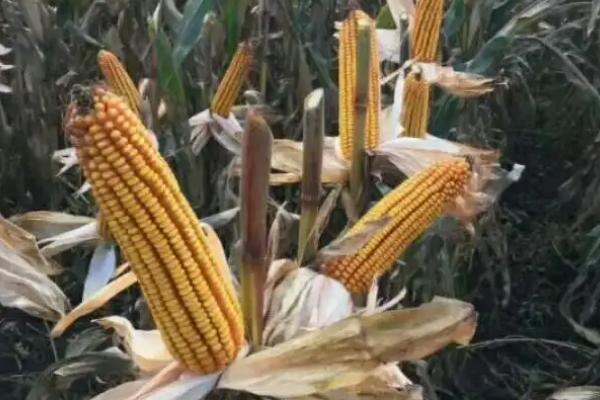 豪单168玉米品种的特性，该品种属中熟普通杂交玉米