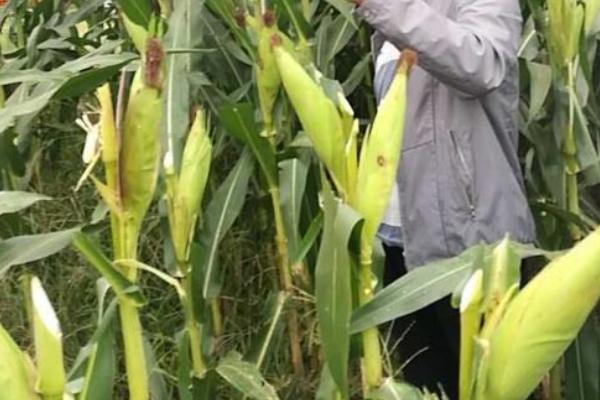 贵单8号(贵农5918)玉米品种的特性，夏播在5月中旬以前播种