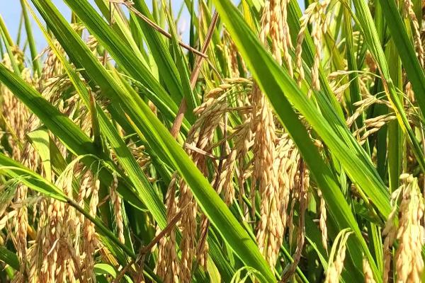 渝香203水稻种子特征特性,全生育期平均161.7天