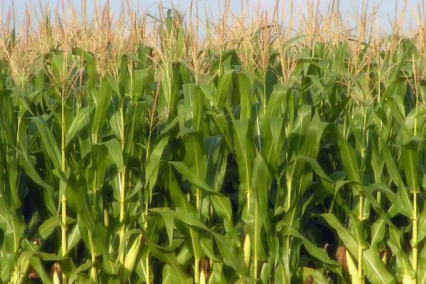 中农8号玉米种子简介,注意防治丝黑穗病