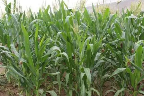 中农8号玉米种子简介,注意防治丝黑穗病