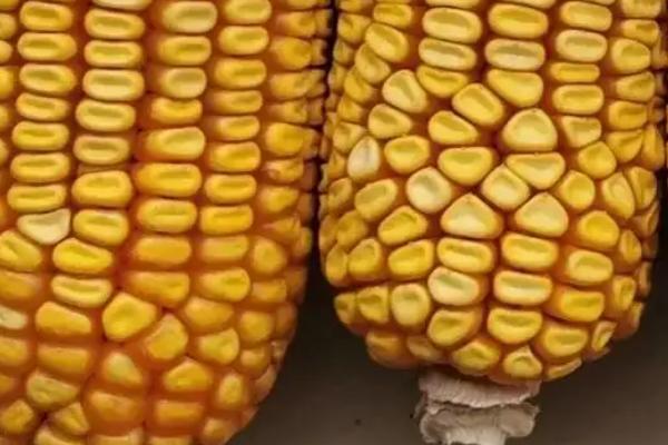 福玉1号玉米种子介绍,该品种适合可春播