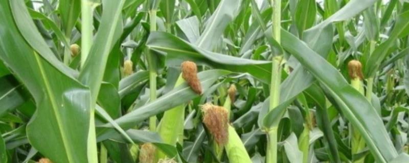 隆庆一号玉米品种的特性,该品种属中熟普通杂交玉米