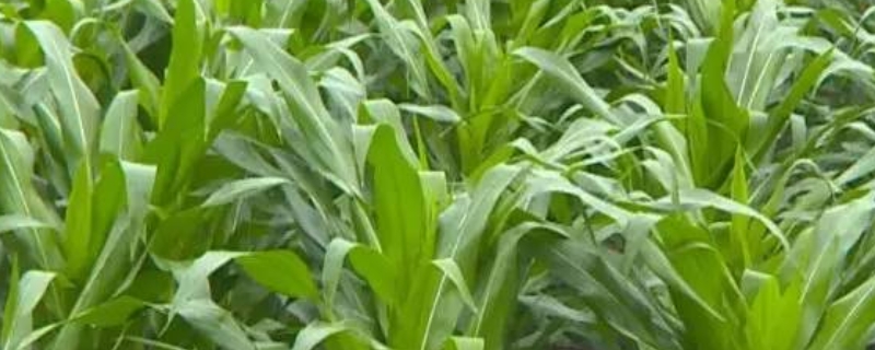 筑黄糯1号玉米品种的特性,或错期期播种20~30天