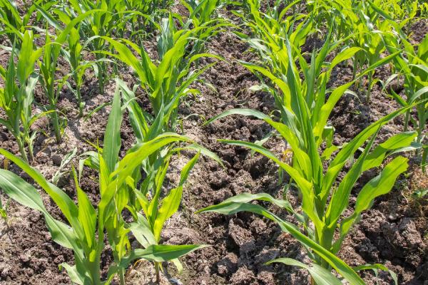 豪单168玉米品种的特性，该品种属中熟普通杂交玉米