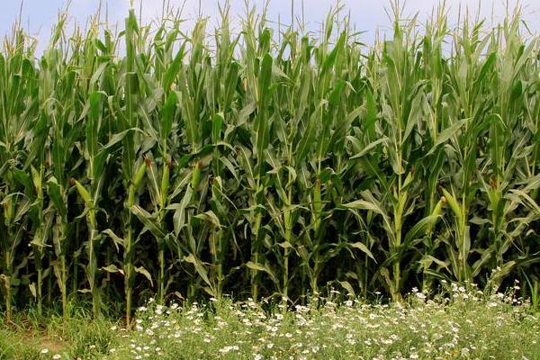 福玉1号玉米种子介绍,该品种适合可春播